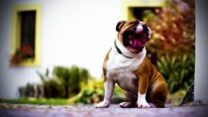 Pet Friendly Home Inspection