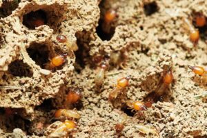 termite inspection